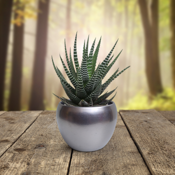 Haworthia Zebrina Plant in Light Silver Metal Pot