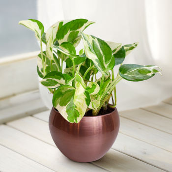 Money Plant Marble Queen With Cool Metal Pot
