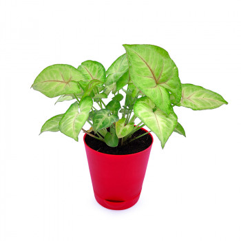 Syngonium Green Pink - Plant