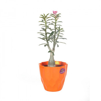 Adenium Multi Petal (Pink ) Plant