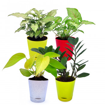 Syngonium White, Money Plant Golden, ZZ Plant & Jade Plant (Set Of 3)