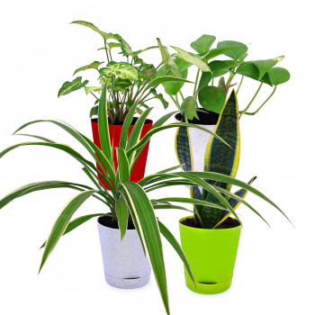 Snake - Sansevieria Trifasciata, Syngonium White, Money Plant Variegated & Spider Plant (Set Of 4)