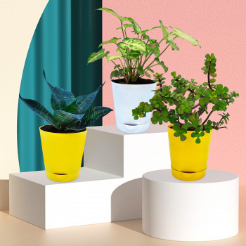 Jade Plant, Syngonium Variegated & Sansevieria Green (Set Of 3)