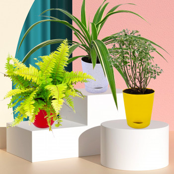 Aralia Miniature, Golden Fern Plant & Spider Plant (Set Of 3)