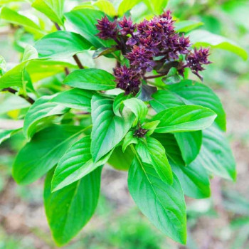 Basil Sweet Scented - Herb Seeds