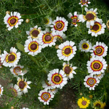 Chrysanthemum Carinatum Mixed Color - Flower Seeds