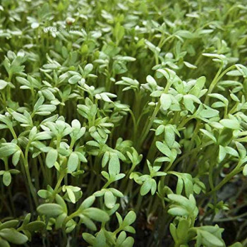 Cress Common, Garden Cress - Herb Seeds