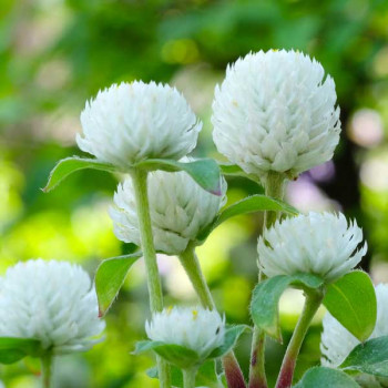 Gomphrena White - Flower Seeds