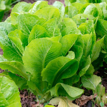 Lettuce salad - Vegetable Seeds