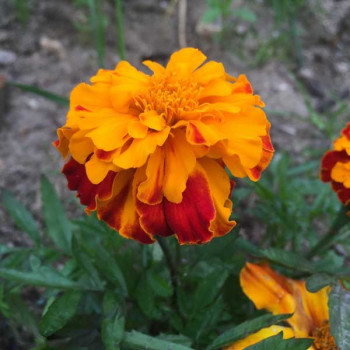 Marigold F-2 Orange Dwarf Double - Flower Seeds