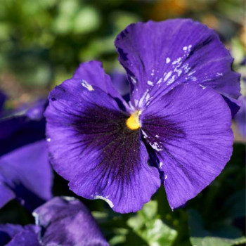 Pansy F1 Beconsfield - Flower Seeds