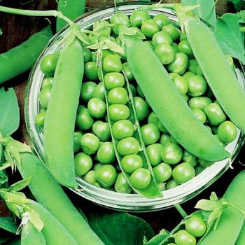 Peas Azad P 3 - Desi Vegetable Seeds