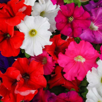 Petunia Glorious Double Mixed Color - Flower Seeds