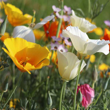 Poppy Eschscholzia Californian - Flower Seeds