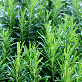 Rosemary - Herb Seeds