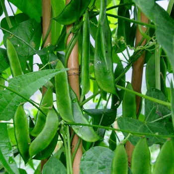 Sem Phali, Lima Beans - Vegetable Seeds