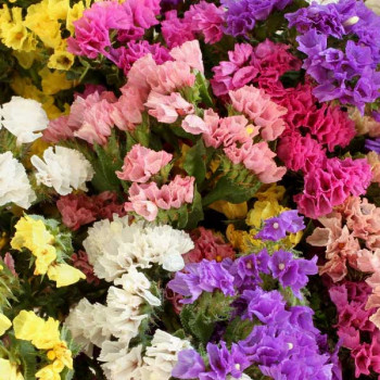 Statice Pacific Mixed Color - Flower Seeds