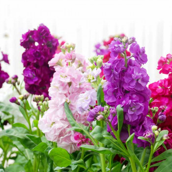 Stock, Matthiola Incana Double Mixed Color - Flower Seeds