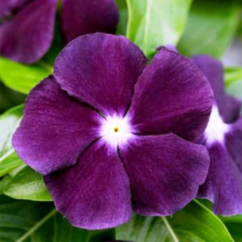 Vinca F1 Nana Black Purple - Flower Seeds