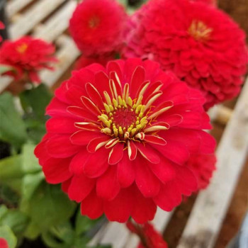 Zinnia F1 Elegans Red - Flower Seeds