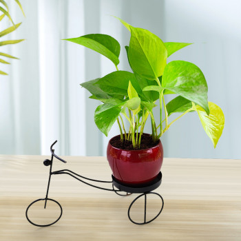 Red Pot with Black Metal Cycle Planter