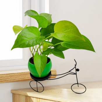 Money Plant Golden - Green Pot with Black Metal Cycle Planter