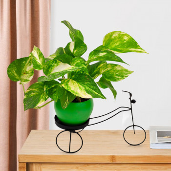 Money Plant Green Varigated - Green Pot with Black Metal Cycle Planter