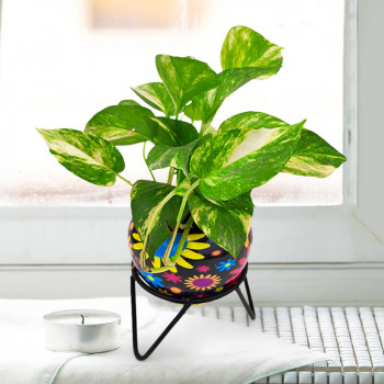 Money Plant Green Varigated - Multicolor Metal Pot with Stand