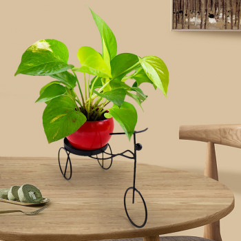 Money Plant Green Varigated - Orange Pot with Black Metal Cycle Planter