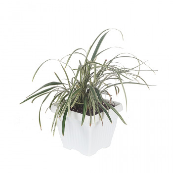 Ribbon Grass - Dwarf Garter Plant