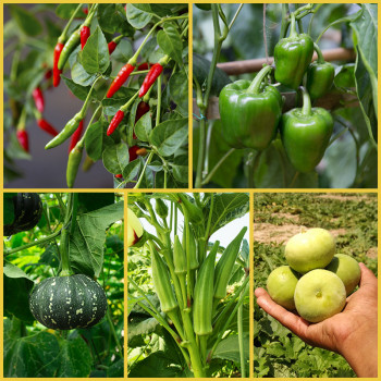 Set of 5 Best Vegetable Seeds to Plant in Rainy Season