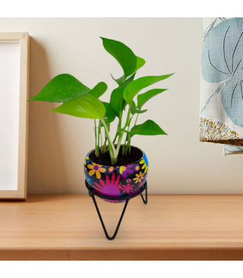 Money Plant Golden - Multicolor Metal Pot with Stand