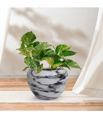 Money Plant Marble Queen - Plant in Cool Metal Pot