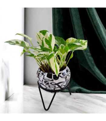 Money Plant Marble Prince - Black Printed Metal Pot with Stand