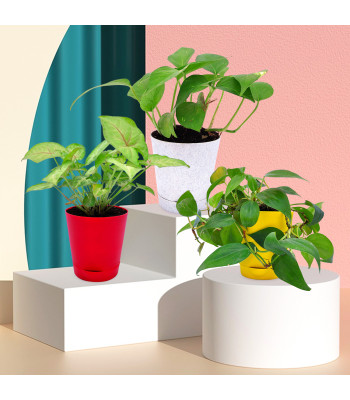 Money Plant Variegated, Syngonium Pink & Oxycardium Green Plant (Set Of 3)