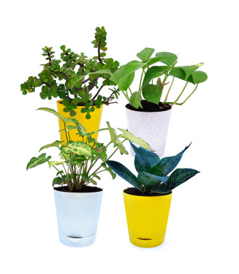 Sanseveria Green, Jade Plant, Syngonium White & Money Plant Variegated (Set Of 4)
