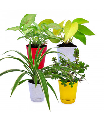 Money Plant Golden, Syngonium Pink, Spider Plant & Jade Plant (Set Of 3)