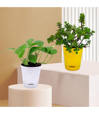 Money Plant Variegated & Jade Plant (Set Of 2)