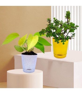 Money Plant Golden & Jade Plant (Set Of 2)