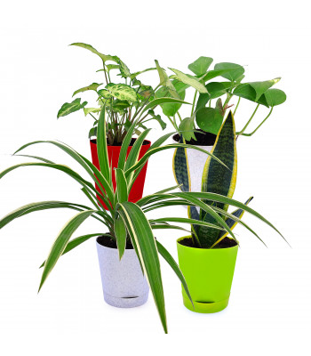 Snake - Sansevieria Trifasciata, Syngonium White, Money Plant Variegated & Spider Plant (Set Of 4)