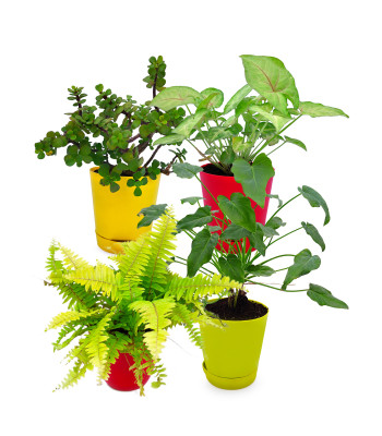 Xanadu Green, Golden Fern, Syngonium Pink & Jade Plant (Set Of 3)