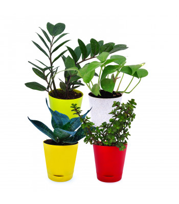 Jade Plant, ZZ Plant, Sansevieria Green & Money Plant Variegated (Set Of 4)