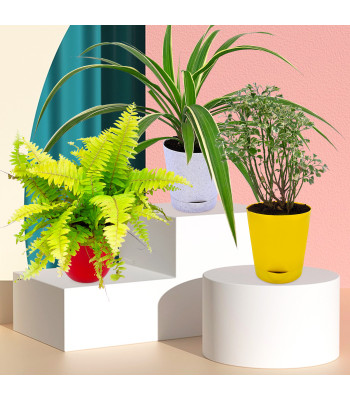 Aralia Miniature, Golden Fern Plant & Spider Plant (Set Of 3)