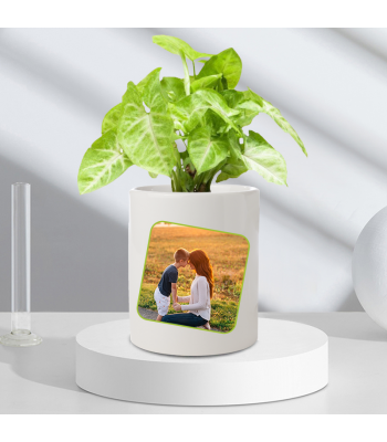Personalised Syngonium White Butterfly Plant For Mom