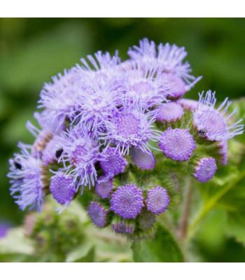Ageratum F1 Hawaii Mixed Color - Flower Seeds