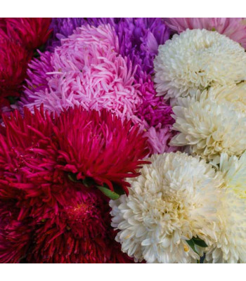 Aster Formula Mixed Colors - Flower Seeds