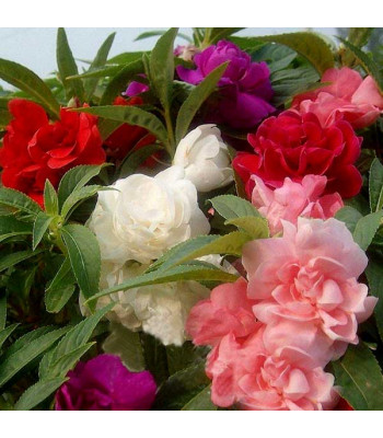Balsam Double Mixed Color - Flower Seeds