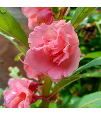 Balsam Rose, Balsam Gulab - Flower Seeds