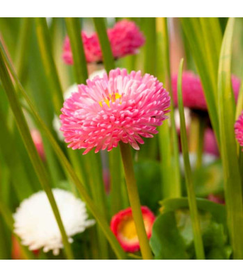Bellis Perensis, Daisy Mixed Color - Flower Seeds