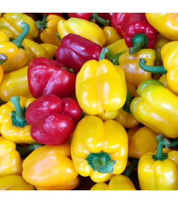 Capsicum Mix Color, Bell Pepper Misticanza - Vegetable Seeds
